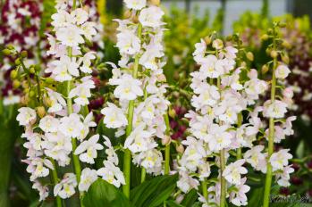 エビネ 蘭裕園 Ranyuen