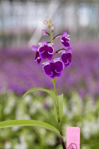 アワチドリ・夢ちどり 蘭裕園 Ranyuen