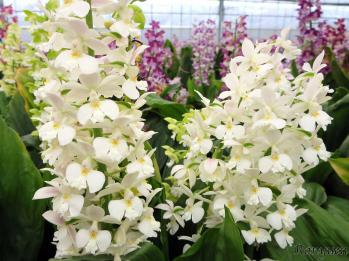 エビネ 蘭裕園 Ranyuen