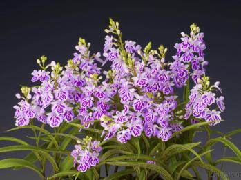 アワチドリ・夢ちどり 蘭裕園 Ranyuen