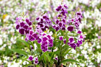 アワチドリ・夢ちどり 蘭裕園 Ranyuen