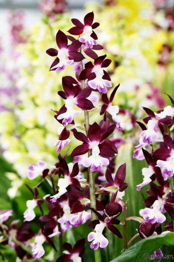 エビネ 蘭裕園 Ranyuen