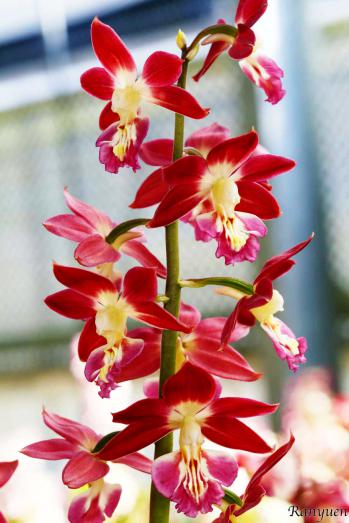 エビネ 蘭裕園 Ranyuen