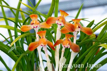 春蘭 蘭裕園 Ranyuen