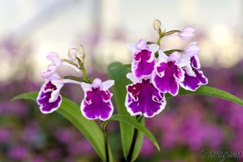 アワチドリ・夢ちどり 蘭裕園 Ranyuen