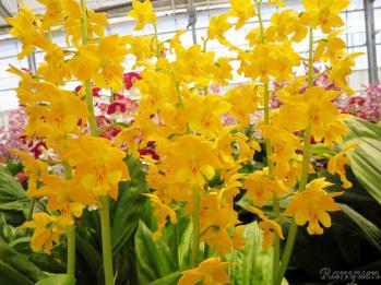 エビネ 蘭裕園 Ranyuen