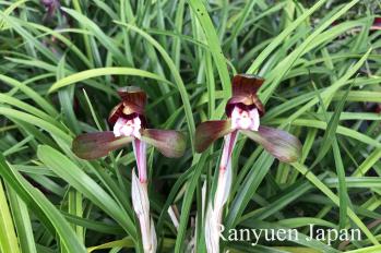 春蘭 蘭裕園 Ranyuen