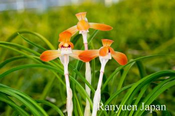 春蘭 蘭裕園 Ranyuen