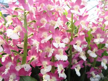 エビネ 蘭裕園 Ranyuen