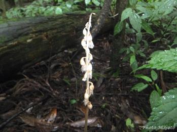 タシロラン 蘭裕園 Ranyuen