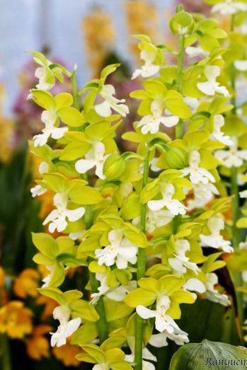 エビネ 蘭裕園 Ranyuen