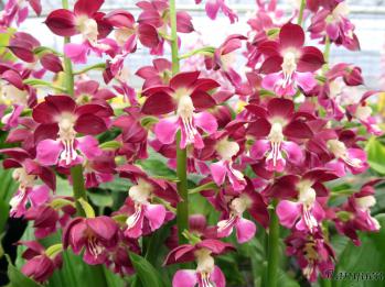 エビネ 蘭裕園 Ranyuen