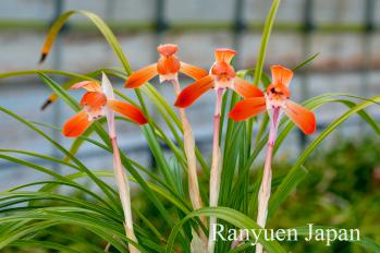 春蘭 蘭裕園 Ranyuen