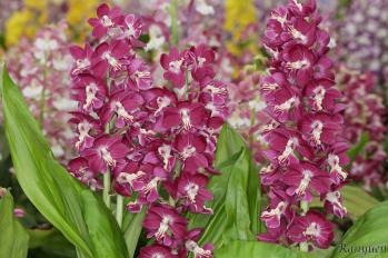 エビネ 蘭裕園 Ranyuen