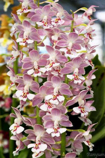 エビネ 蘭裕園 Ranyuen