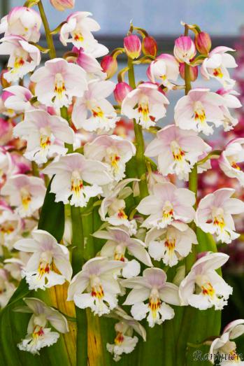 エビネ 蘭裕園 Ranyuen