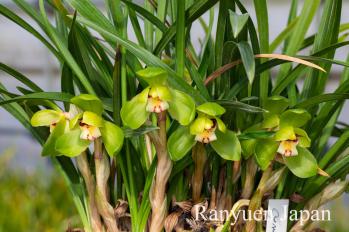 春蘭 蘭裕園 Ranyuen