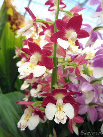 エビネ 蘭裕園 Ranyuen