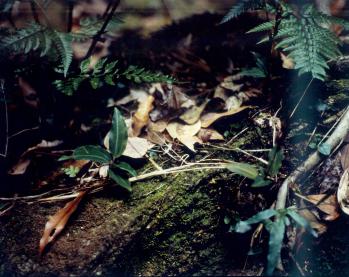 ヤクシマアカシュスラン 蘭裕園 Ranyuen