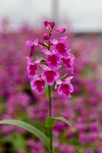 アワチドリ・夢ちどり 蘭裕園 Ranyuen