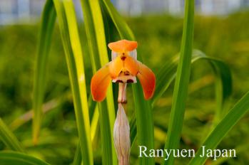 春蘭 蘭裕園 Ranyuen