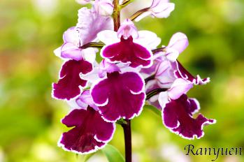 アワチドリ・夢ちどり 蘭裕園 Ranyuen