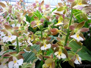 エビネ 蘭裕園 Ranyuen