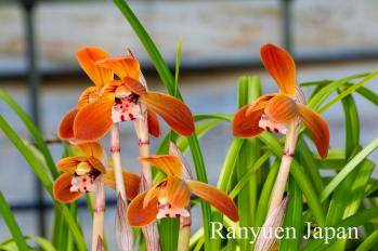 春蘭 蘭裕園 Ranyuen