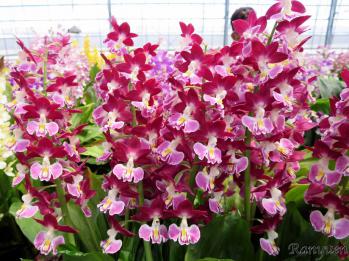 エビネ 蘭裕園 Ranyuen