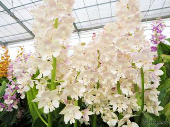 エビネ 蘭裕園 Ranyuen