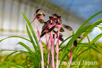 春蘭 蘭裕園 Ranyuen