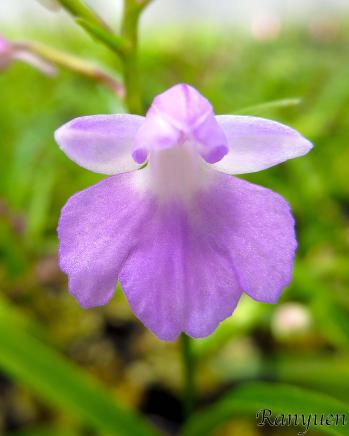 アワチドリ・夢ちどり 蘭裕園 Ranyuen