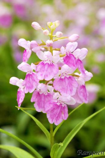 アワチドリ・夢ちどり 蘭裕園 Ranyuen
