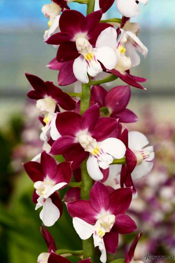 エビネ 蘭裕園 Ranyuen