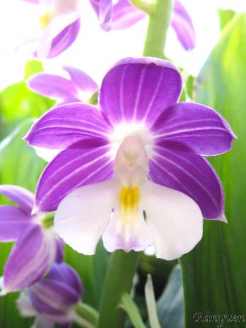 エビネ 蘭裕園 Ranyuen