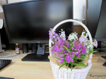 蘭裕園スタイル 蘭裕園 Ranyuen