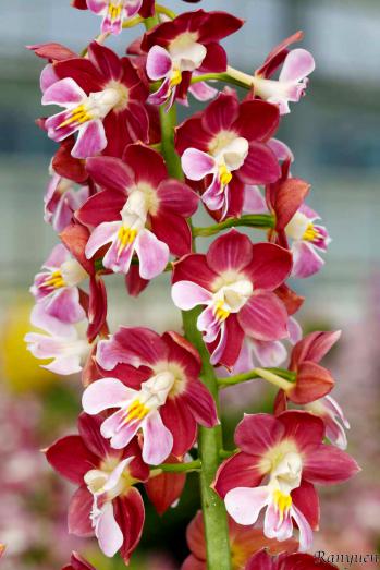 エビネ 蘭裕園 Ranyuen