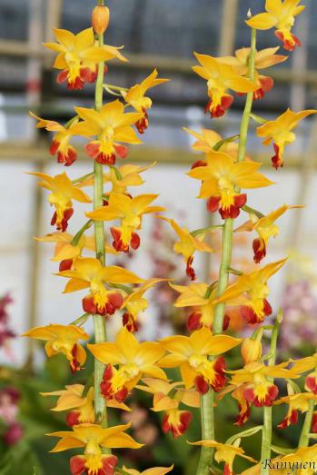 エビネ 蘭裕園 Ranyuen