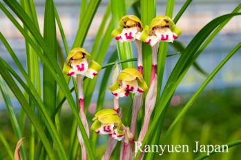 Cymbidium goeringii Ranyuen