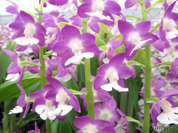 エビネ 蘭裕園 Ranyuen