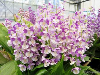 エビネ 蘭裕園 Ranyuen