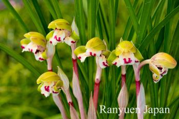 春蘭 蘭裕園 Ranyuen