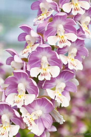 エビネ 蘭裕園 Ranyuen