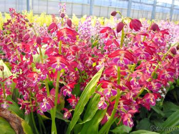 エビネ 蘭裕園 Ranyuen