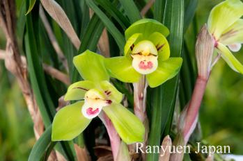 春蘭 蘭裕園 Ranyuen