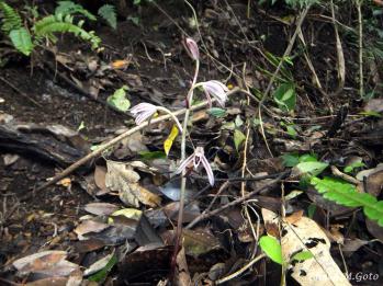 マヤラン 蘭裕園 Ranyuen