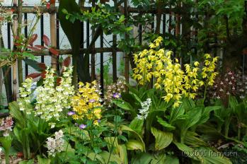 蘭裕園スタイル 蘭裕園 Ranyuen