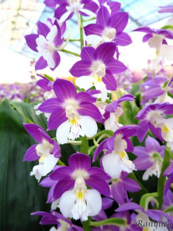 エビネ 蘭裕園 Ranyuen