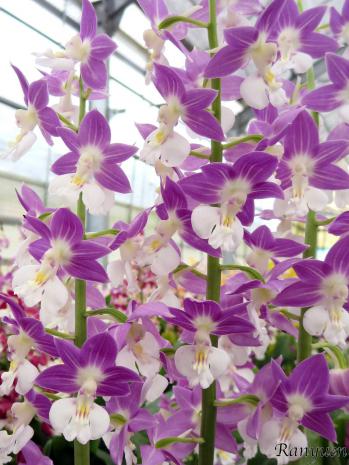 エビネ 蘭裕園 Ranyuen