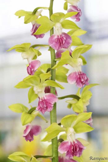 エビネ 蘭裕園 Ranyuen